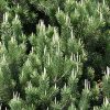 Pinyon Pine 6ft B&B - Image 2